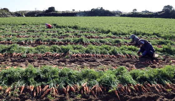 제주, 농업·농촌 실태 전수조사…농지 26만8000필지 대상