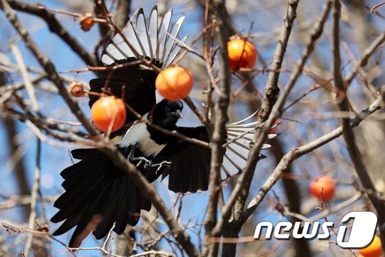 '까치의 점심식사'