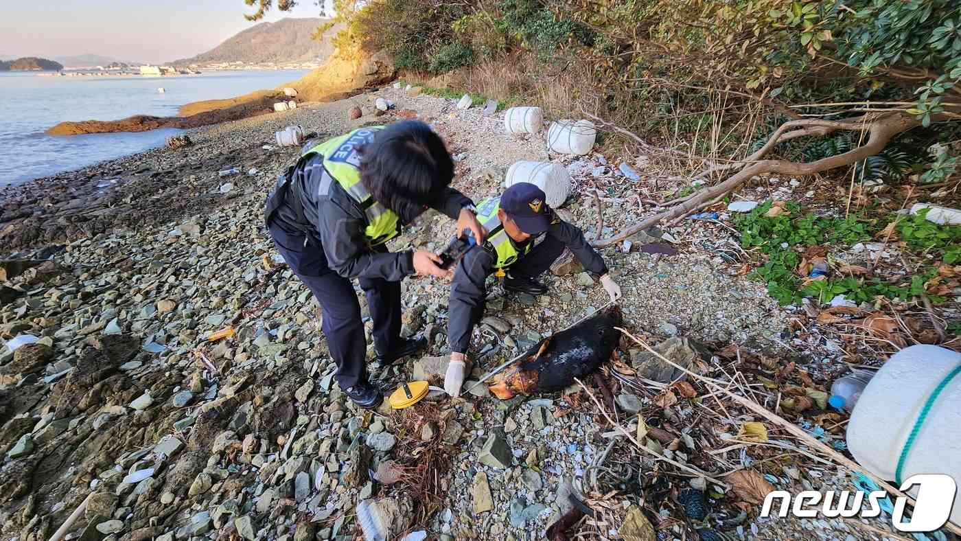 20일 오후 4시쯤 전남 여수시 돌산 봉수마을 해변에서 상괭이 사체 1구가 발견돼 해경이 수습을 하고 있다.(해양환경인명구조단 여수구조대 제공)2023.11.21/뉴스1