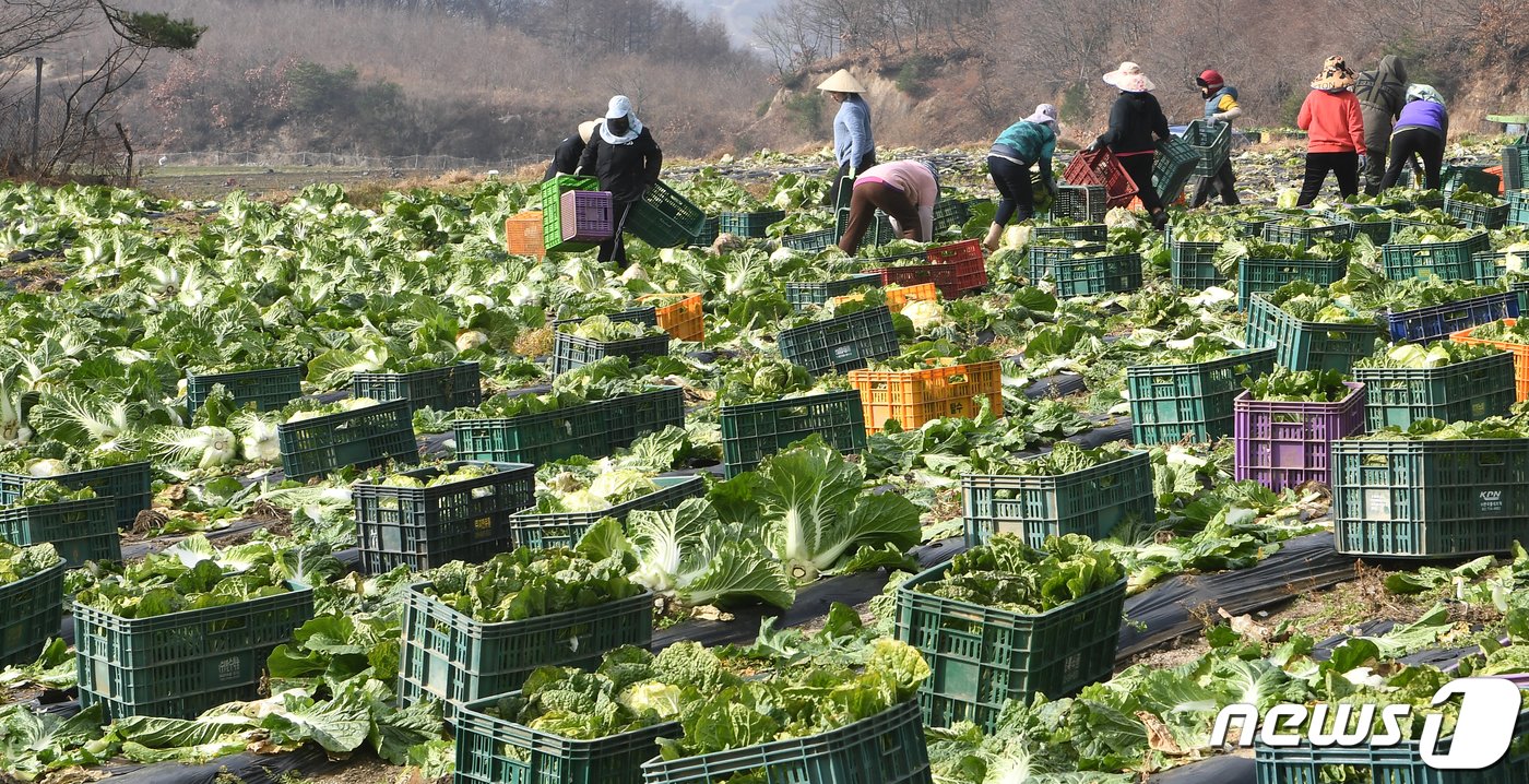 본문 이미지 - 고랭지 배추밭에서 근로자들이 김장용 배추를 수확하고 있다. (자료사진)/뉴스1 DB