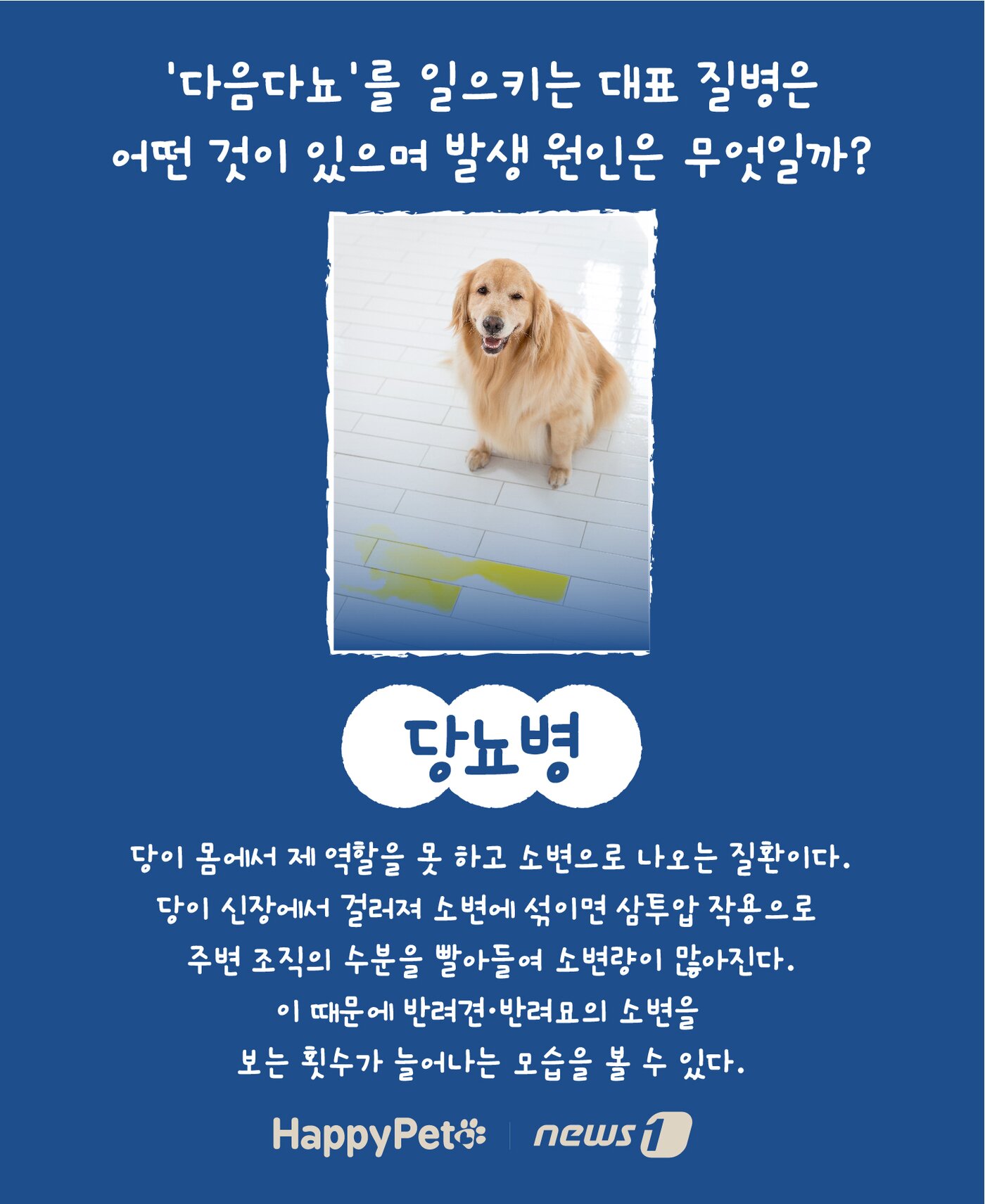 본문 이미지 - 반려동물 다음다뇨 펫카드