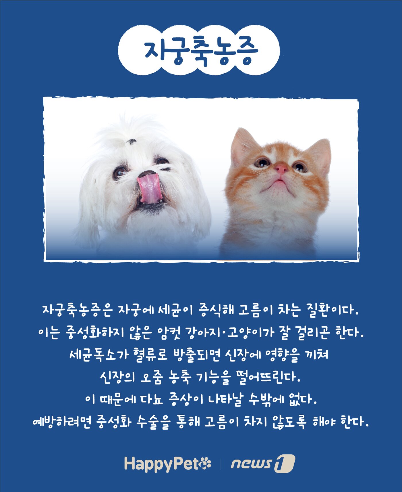 본문 이미지 - 반려동물 다음다뇨 펫카드