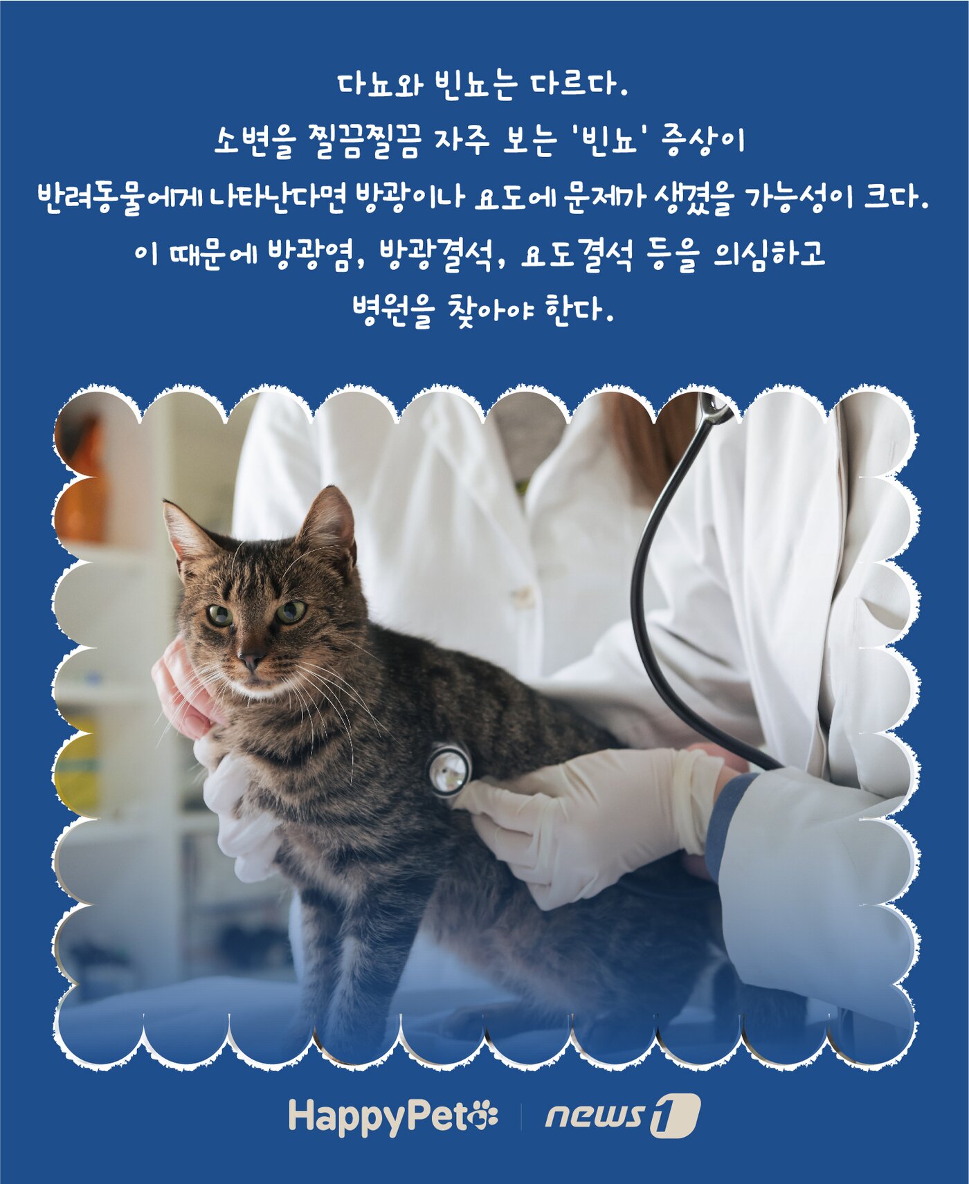 본문 이미지 - 반려동물 다음다뇨 펫카드