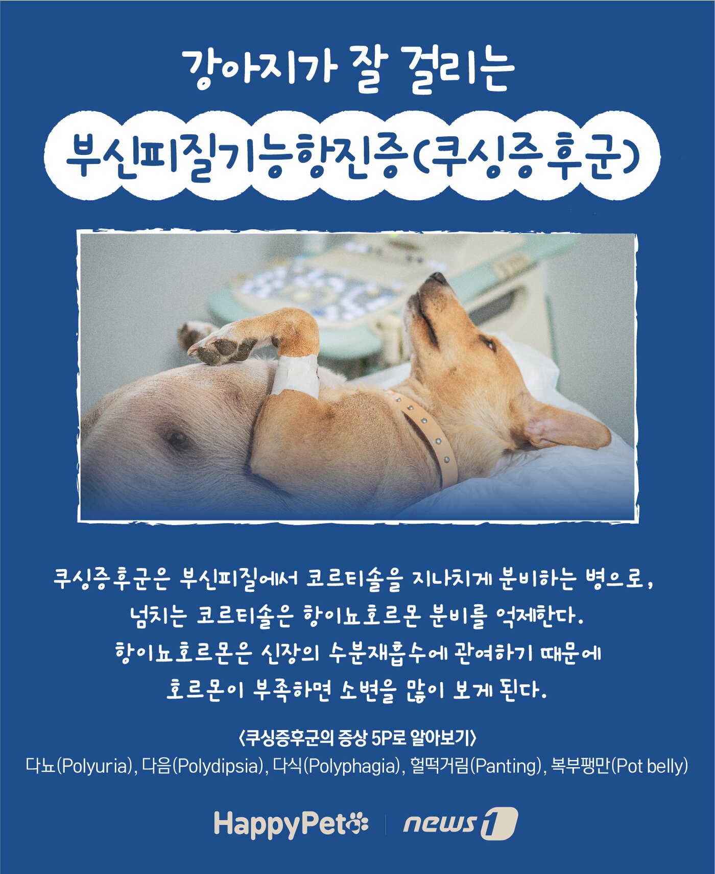 본문 이미지 - 반려동물 다음다뇨 펫카드