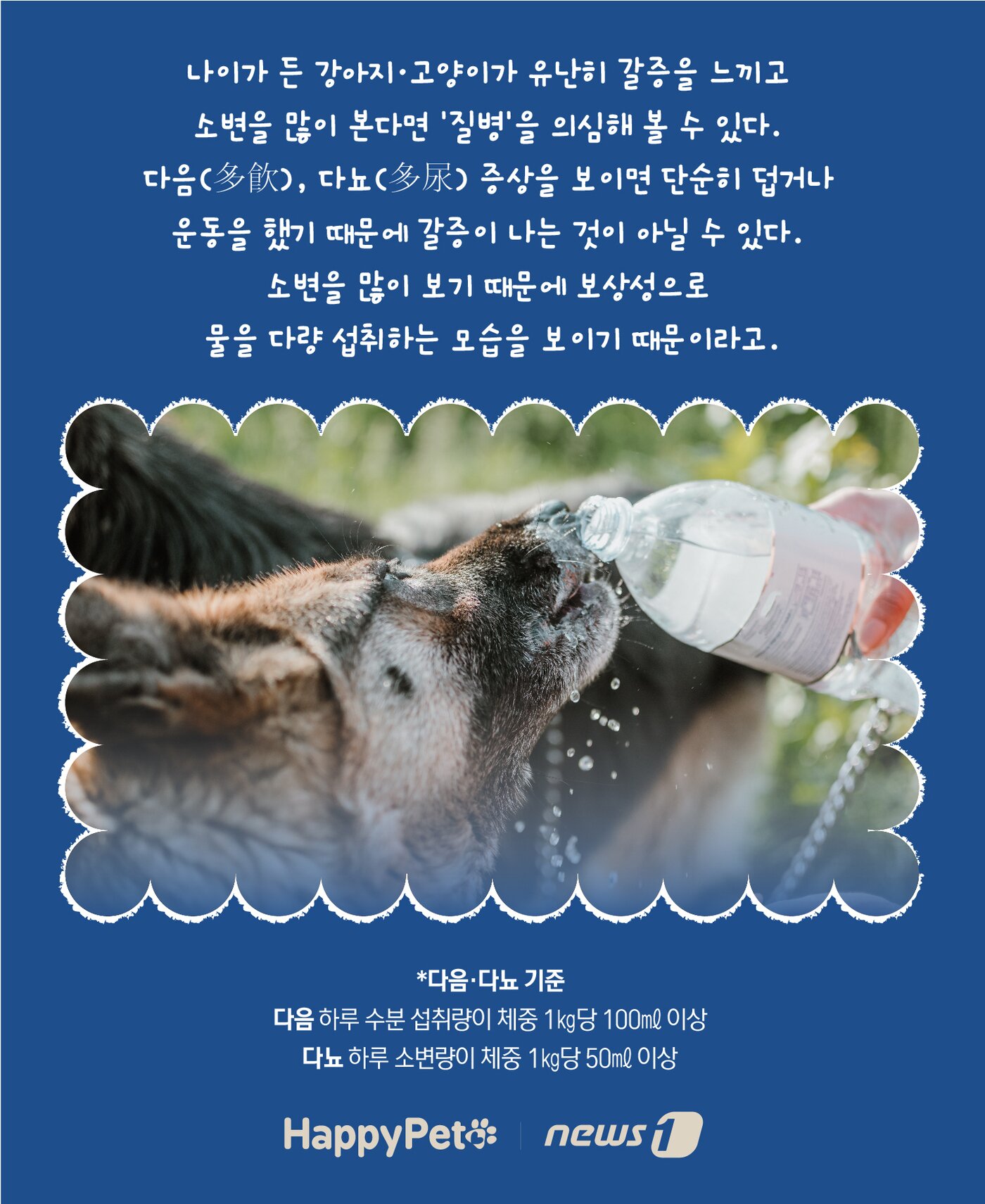 본문 이미지 - 반려동물 다음다뇨 펫카드