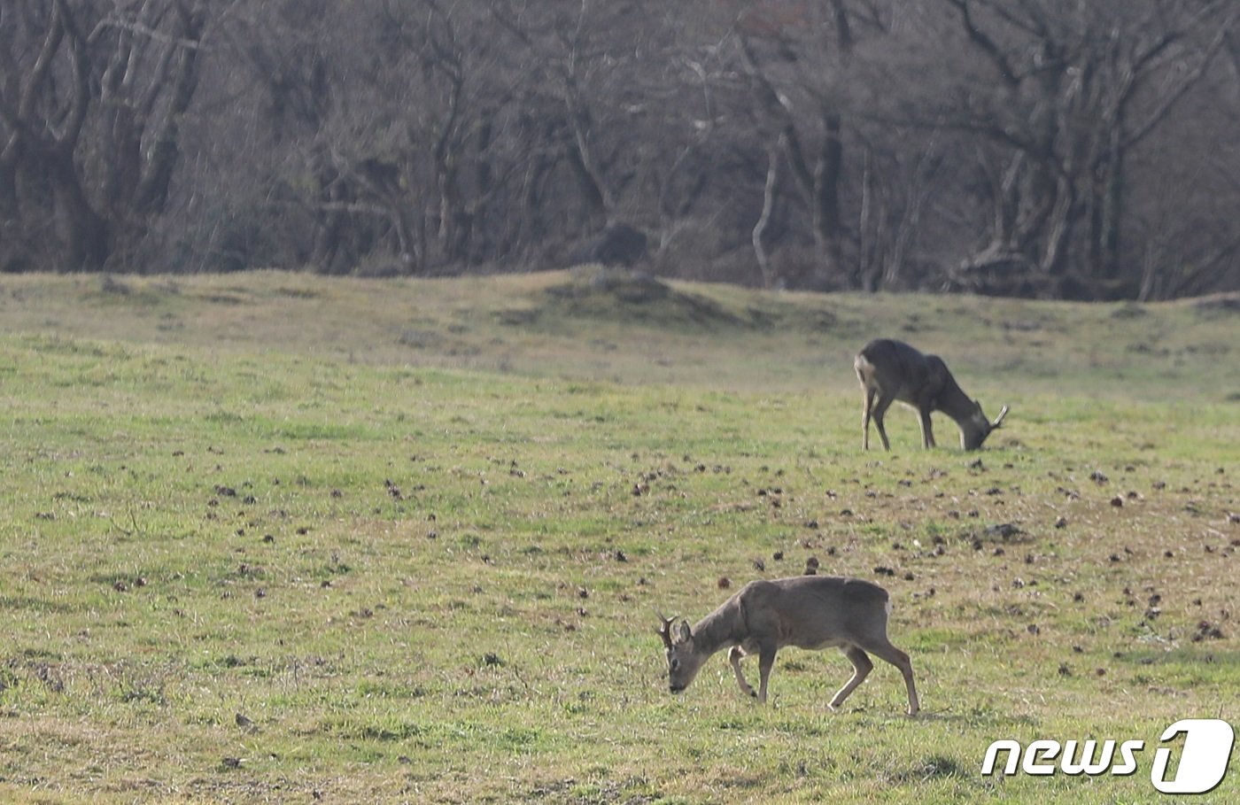 본문 이미지 - 작년 11월26일 한라산 노루가 제주 5·16도로 인근 마방목지에서 풀을 뜯고 있다. 2023.11.26/뉴스1 ⓒ News1 고동명 기자