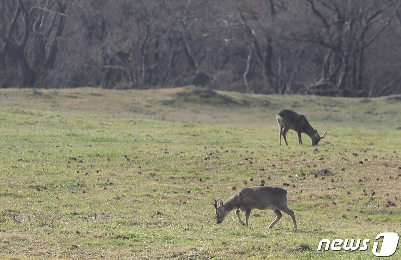 본문 이미지 - 26일 오후 한라산 노루가 제주 5·16도로에 위치한 마방목지에서 풀을 뜯고 있다. 마방목지는 하절기에 천연기념물인 '제주마'를 방목해 관리하다 10월에는 축산진흥원으로 옮긴다.2023.11.26/뉴스1 ⓒ News1 고동명 기자