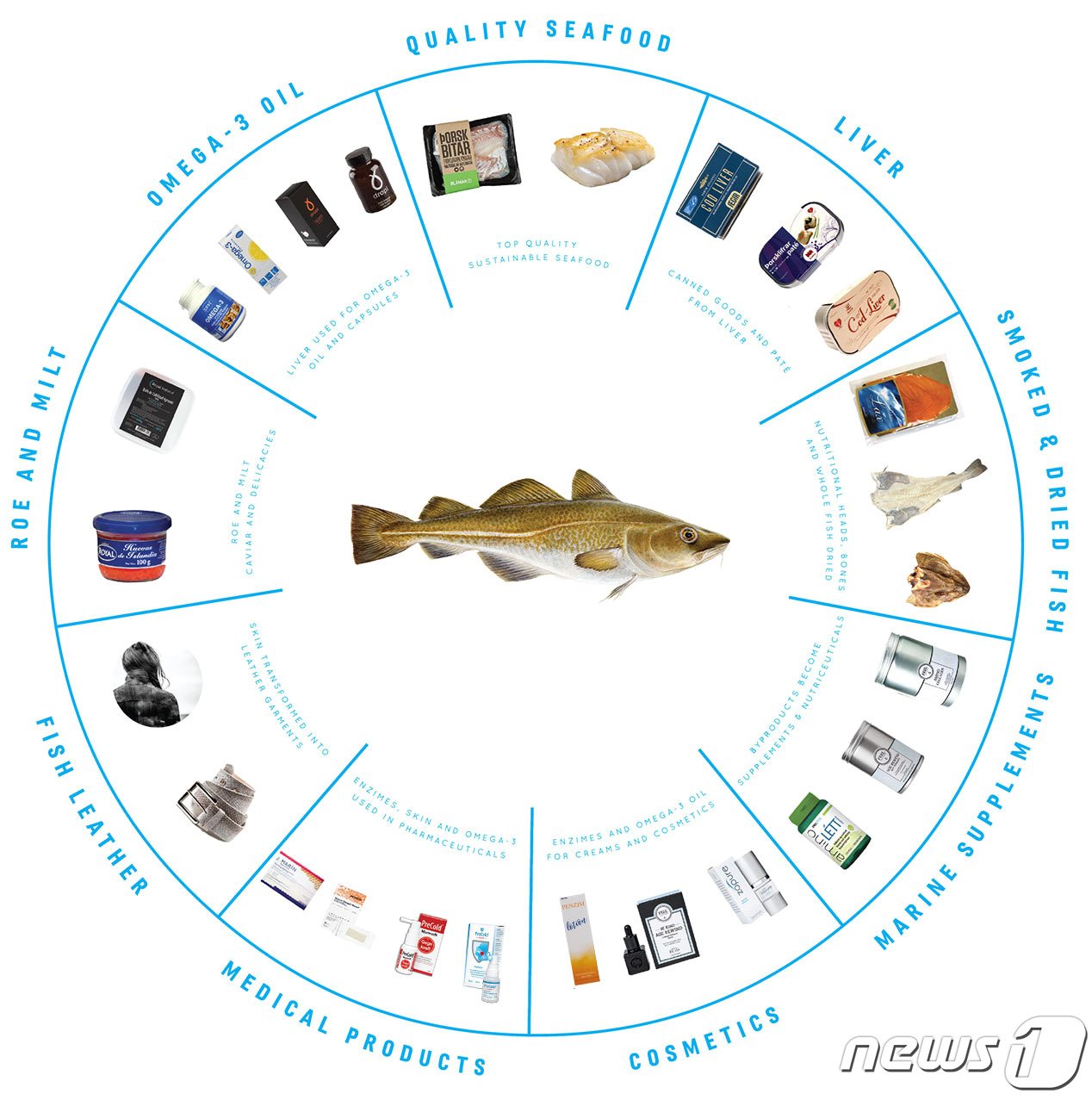본문 이미지 - 아이슬란드 오션 클러스터 &#39;대구100% Fish 프로젝트&#39;&#40;출처:IOC 누리집 갈무리&#41;