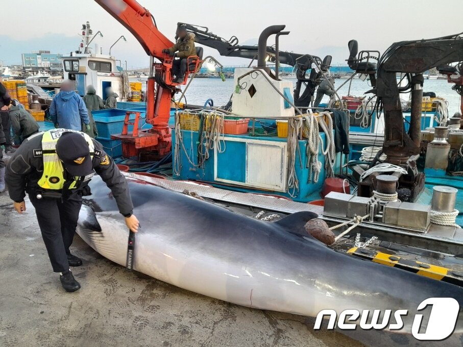 본문 이미지 - 2023년 경북 포항시 남구 호미곶면 강사리 인근 해상에서 그물에 걸려 발견된 밍크고래. &#40;포항해양경찰서 제공. 재판매 및 DB 금지&#41;