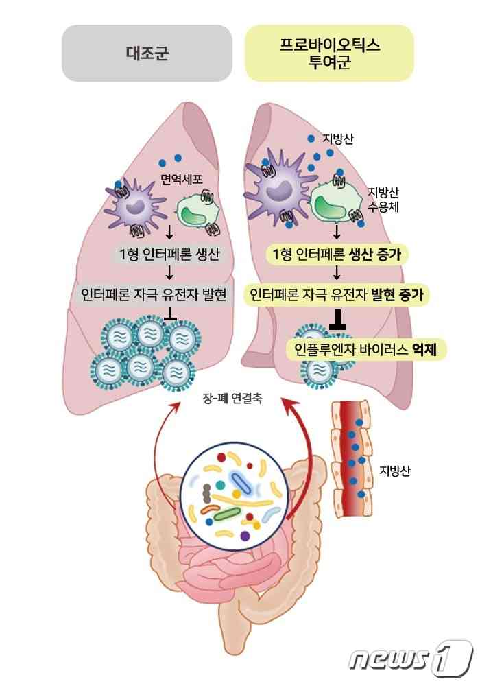 프로바이오틱스 항바이러스 작용 모식도. (서울아산병원 제공)