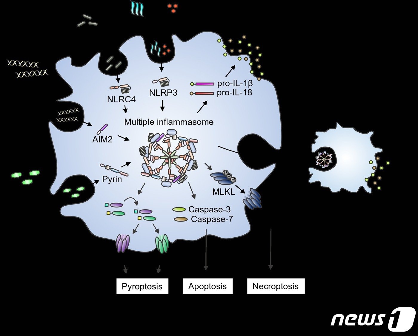 본문 이미지 - 4가지 병원체 관련 패턴 주입 시 형성되는 파놉토솜과 염증성 세포사멸. (UNIST 제공)