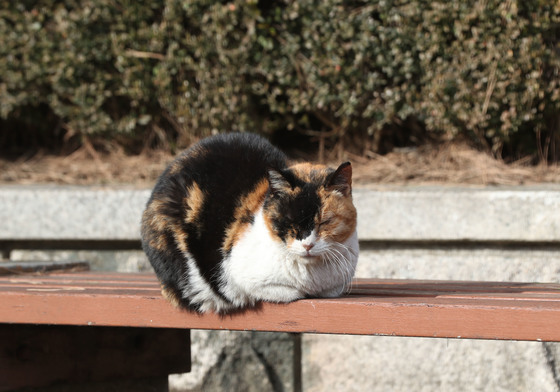 동해시, 길고양이 중성화 250마리 지원…'TNR 방식' 추진