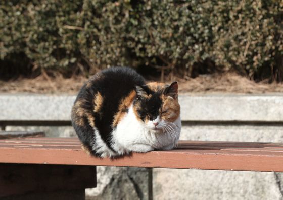 길고양이 중성화 사진 재활용해 보조금 타낸 동물병원장 입건