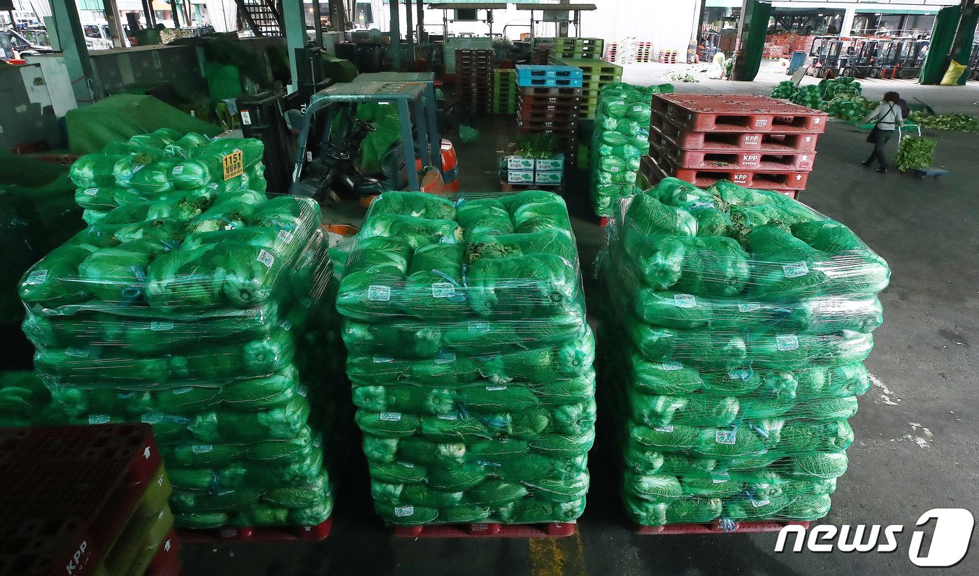 본문 이미지 - 서울 송파구 가락농수산물도매시장의 배추 ⓒ News1 박세연 기자