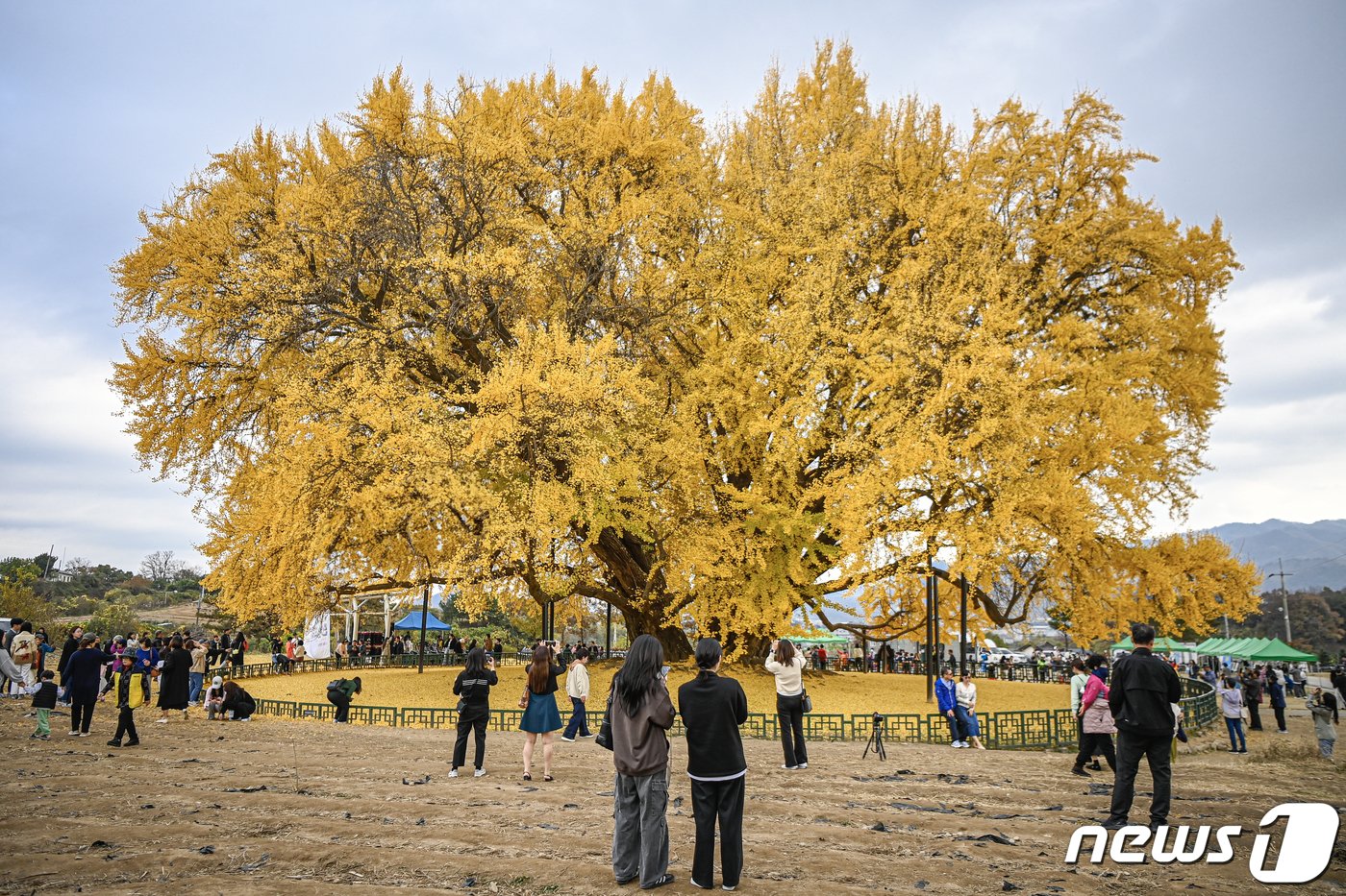 2023 반계리 은행나무 축제가 3일 강원 원주시 문막읍 반계리 은행나무 주변에서 열렸다. &#40;원주시 제공&#41; 2023.11.3/뉴스1 ⓒ News1 신관호 기자