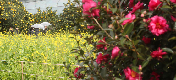 [오늘의 날씨]제주(6일, 토)…낮 최고 17도, 평년보다 높아