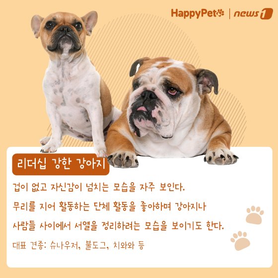 본문 이미지 - 반려견 성격 유형 펫카드