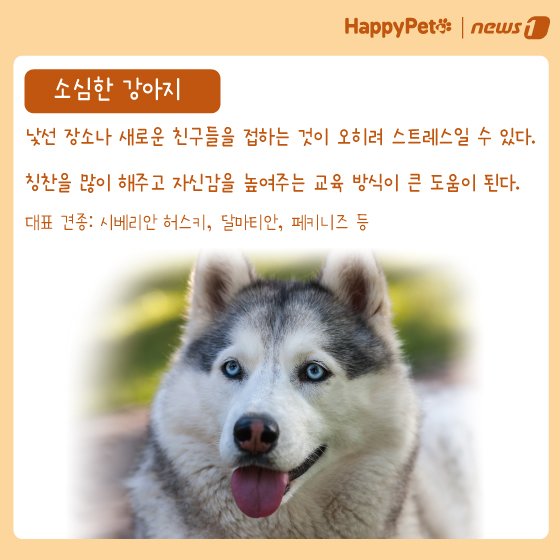 본문 이미지 - 반려견 성격 유형 펫카드