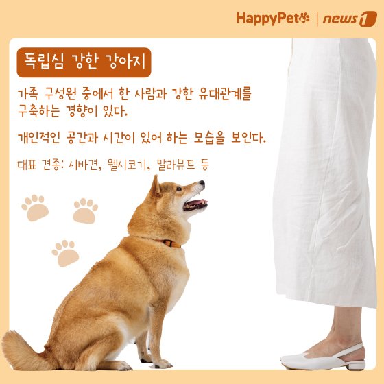 본문 이미지 - 반려견 성격 유형 펫카드