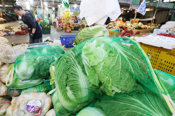 농진청 "토양훈증제·미생물퇴비, 고랭지배추 반쪽시들음병 방제에 탁월"