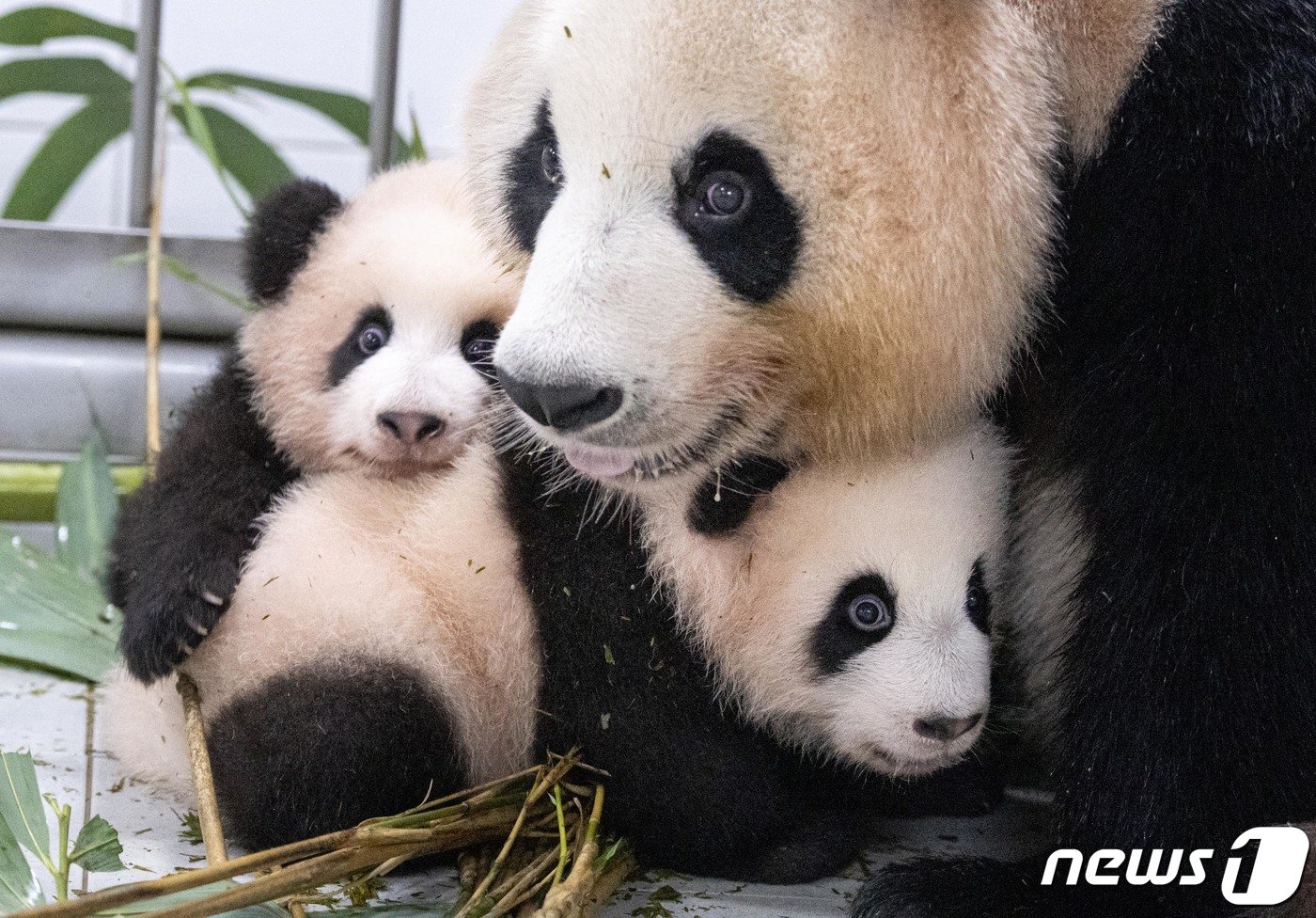 본문 이미지 - 에버랜드는 올해 7월 태어난 국내 첫 쌍둥이 판다 루이바오·후이바오가 엄마 아이바오와 함께 생활하게 됐다고 7일 밝혔다. 쌍둥이 판다가 태어난 직후부터 최근까지는 어미와 사육사들이 각각 한 마리씩 맡아 교대로 돌보는 방식으로 쌍둥이 판다 포육을 진행해왔다. (삼성물산 제공) 2023.11.7/뉴스1