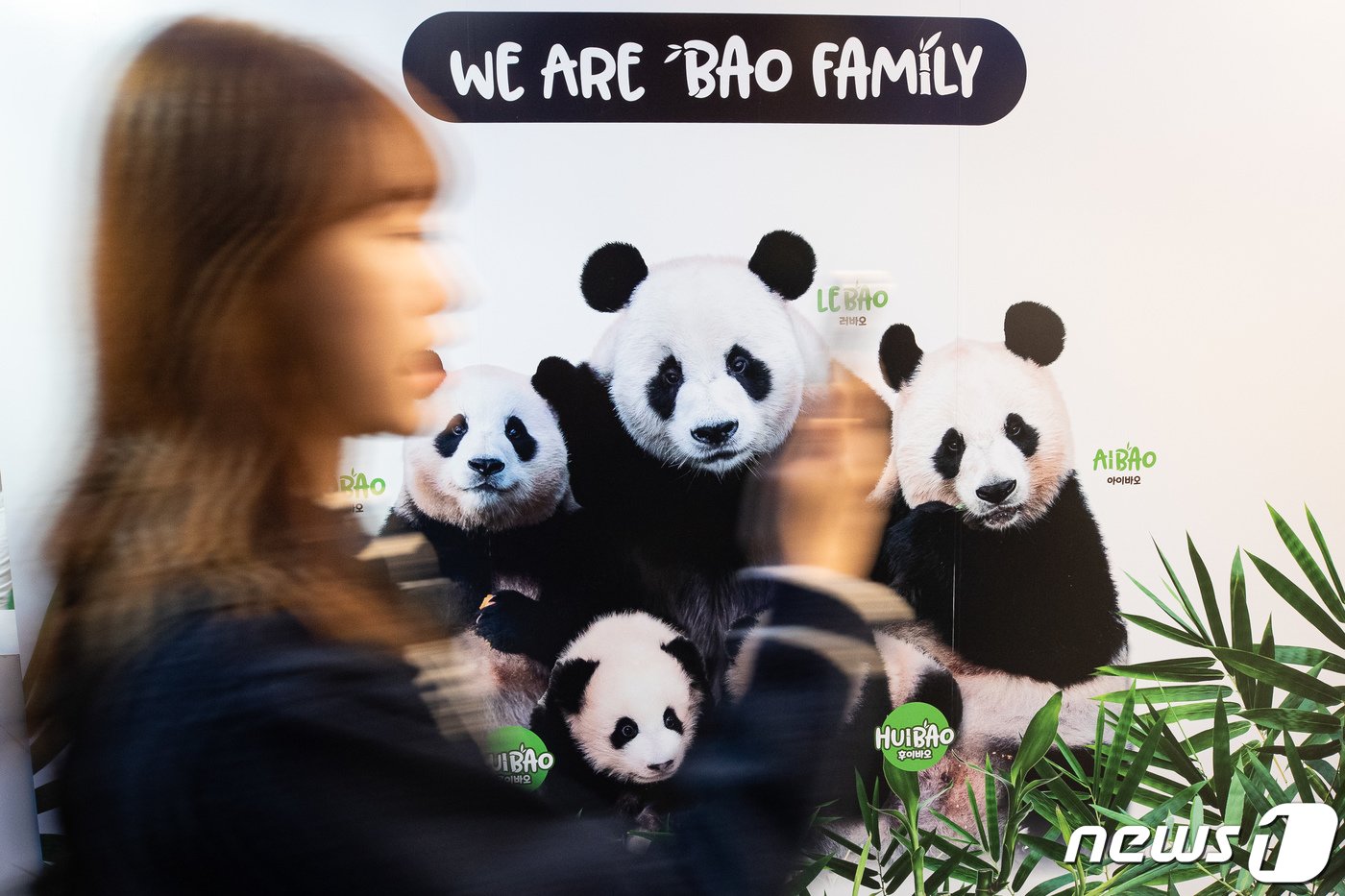 본문 이미지 - 9일 여의도 더현대 서울에 문을 연 푸바오 팝업스토어에 한 고객이 들어서고 있다. 에버랜드가 처음으로 운영하는 판다 굿즈 관련 팝업스토어인 '푸바오 팝업스토어'는 9일부터 22일까지 2주간 운영된다. 2023.11.9/뉴스1 ⓒ News1 유승관 기자