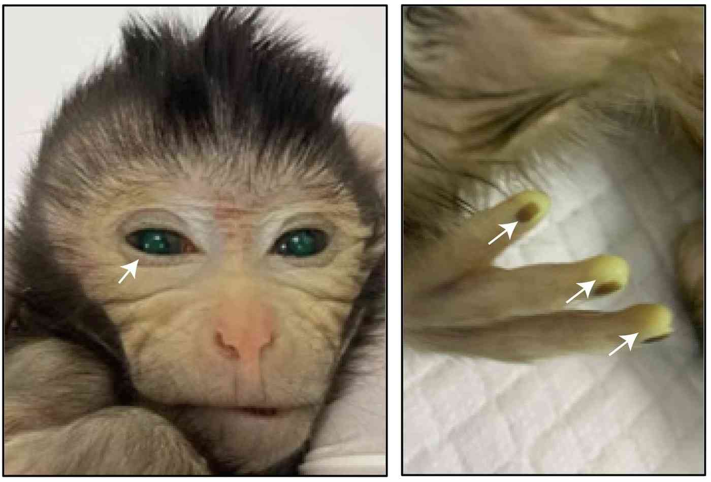 중국 연구진이 출산시킨 키메라 원숭이의 생후 3일째 모습. 눈동자, 손 끝 등에서 실험 성공 확인용으로 처리한 형광 신호가 나타나고 있다. (크레딧 Cell/Cao et al.) 2023.11.10 /뉴스1
