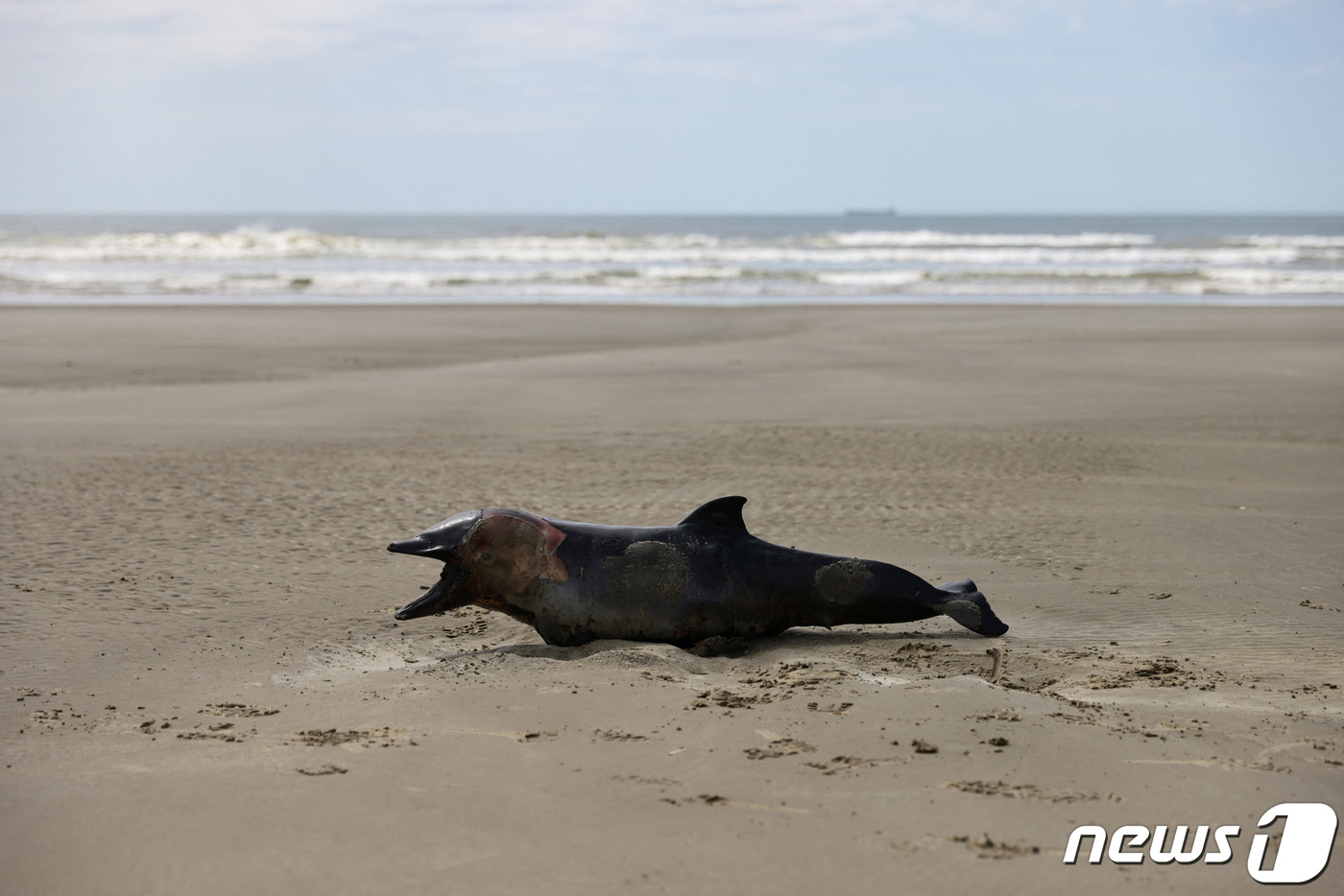 (산호세두노르테 로이터=뉴스1) 정지윤 기자 = 브라질에 조류독감이 발병한 가운데 남부 산호세두노르테 지역 해안가에 죽은 쇠돌고래의 시체가 놓여있다.ⓒ 로이터=뉴스1