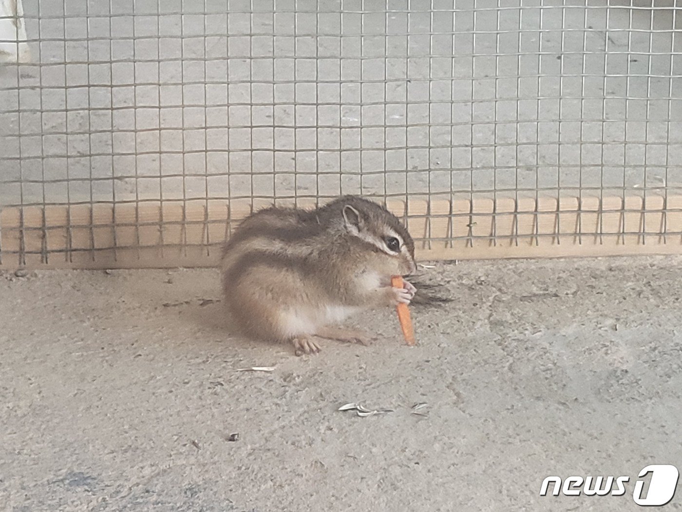 13일 한 방문객이 주는 먹이를 먹고 있는 다람쥐. 2023.12.13/뉴스1 ⓒ News1 이성덕 기자