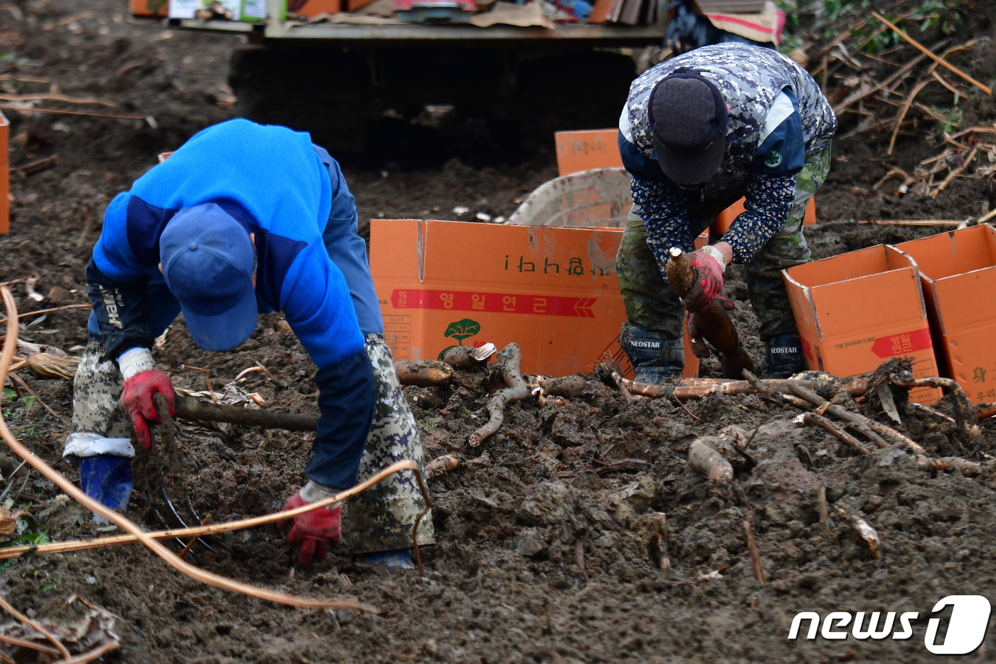 (포항=뉴스1) 최창호 기자 = 14일 오전 경북 포항시 남구 연일읍 연밭에서 농민들이 연근을 캐고 있다.2023.12.14/뉴스1