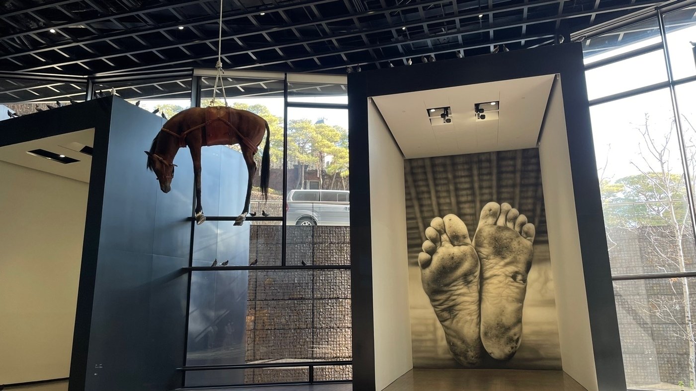 본문 이미지 - 리울미술관에서 열린 마우리치오 카텔란 개인전 '위' 전시 전경.