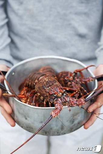 본문 이미지 - 크레이피시(뉴질랜드 타우랑가 축제 제공)