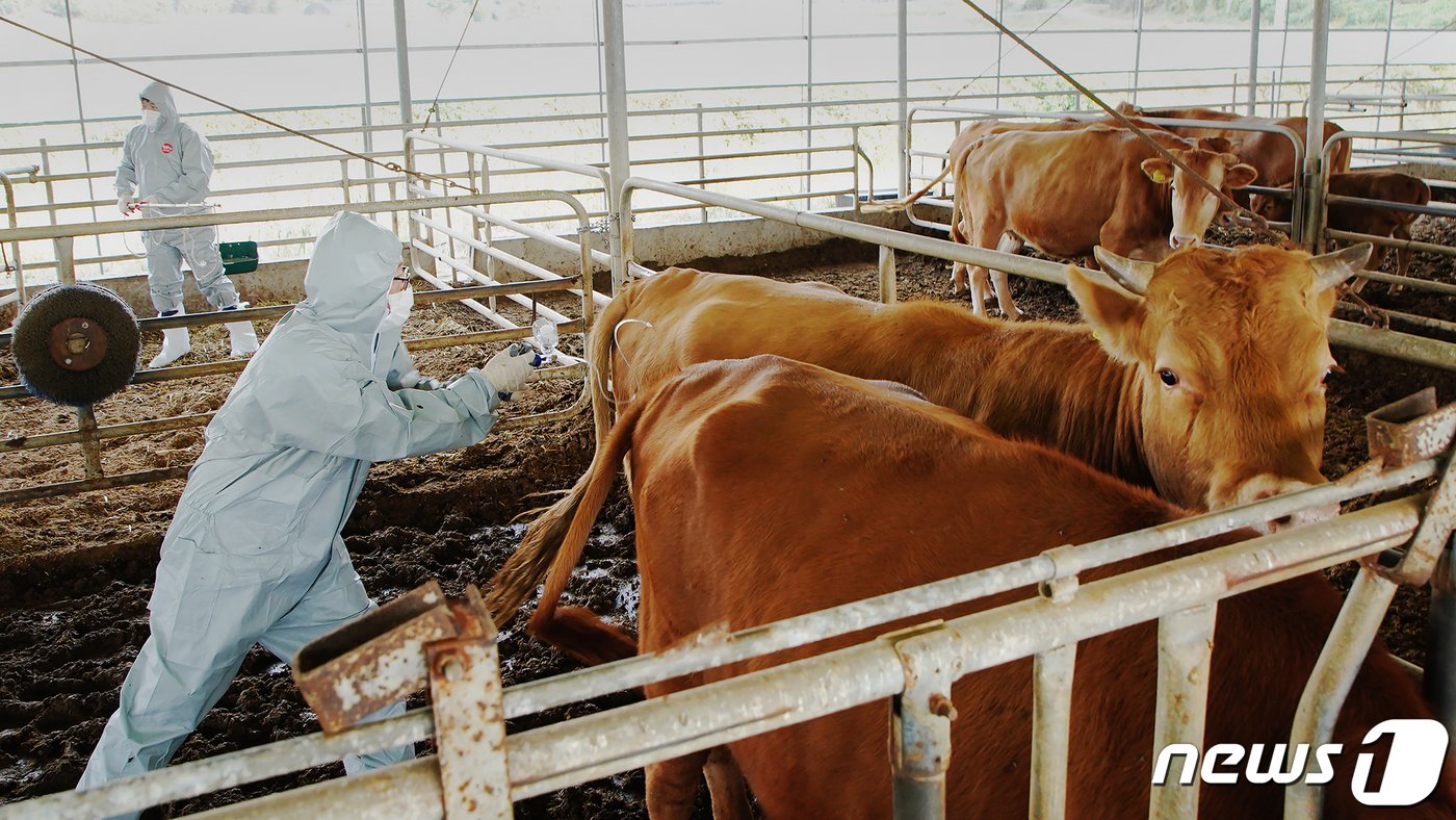 본문 이미지 - 10월 23일 충남 서산시 부석면 봉락리 소 사육 농가가 럼피스킨 백신접종하는 모습.&#40;서산시 제공&#41;/뉴스1