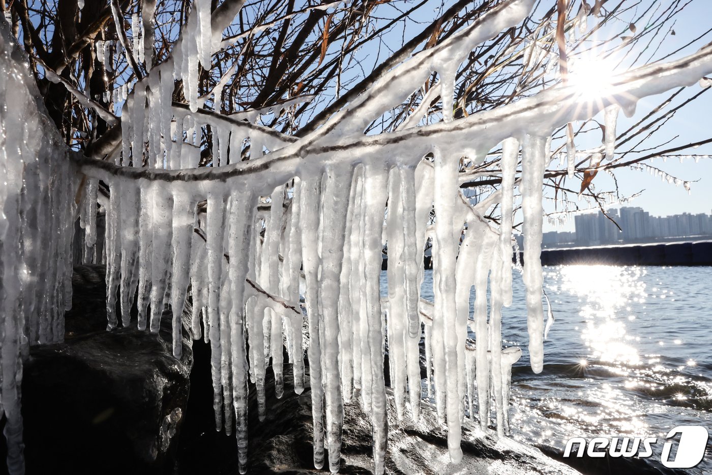 본문 이미지 - 서울의 아침 기온이 영하 12도로 올겨울 들어 가장 추운 날씨를 기록한 17일 서울 광진구 뚝섬한강공원 주변 나뭇가지에 고드름이 매달려 있다. 2023.12.17/뉴스1 ⓒ News1 허경 기자