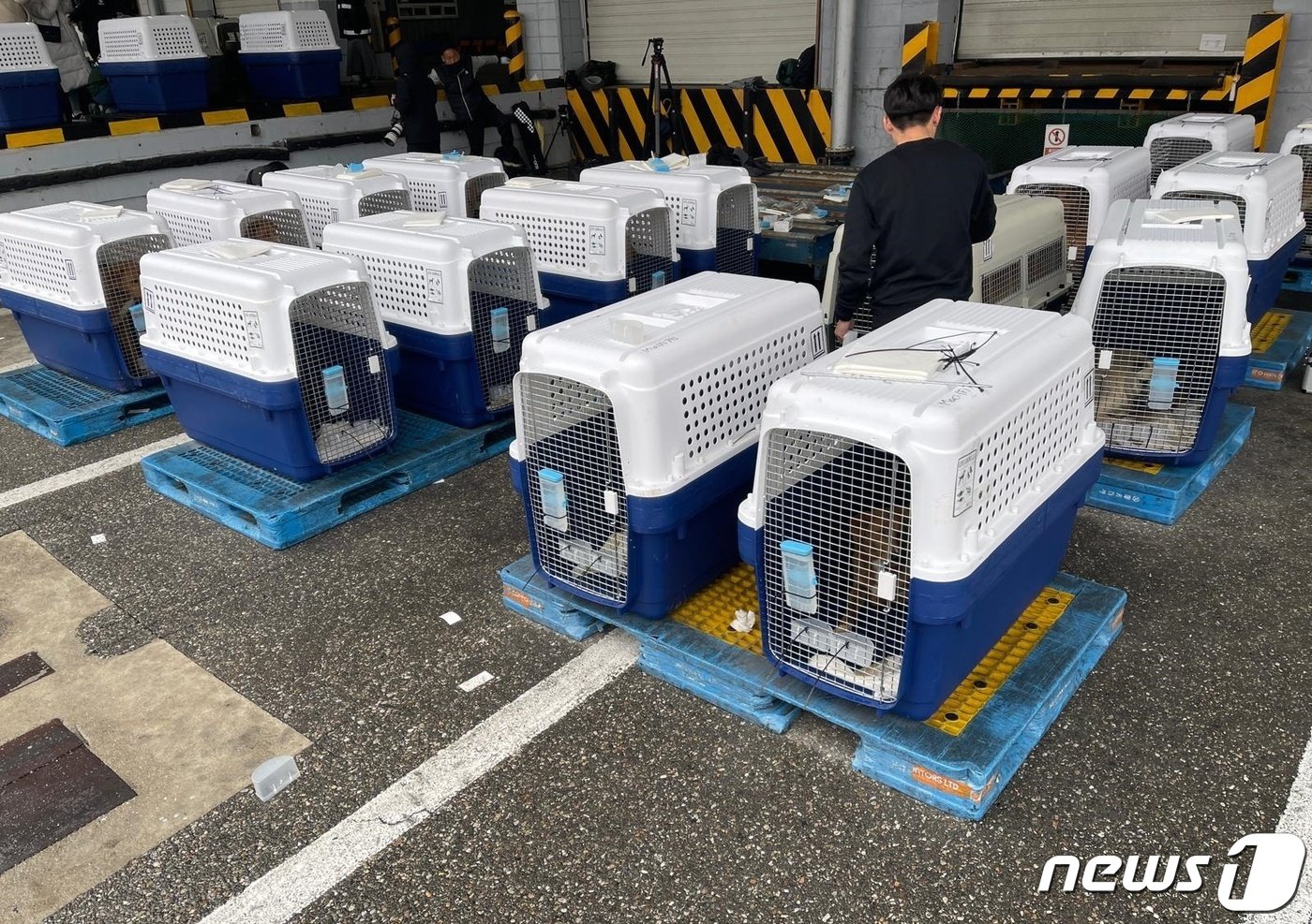 한국HSI는 개농장에서 구조한 개들을 미국으로 이송했다.&#40;한국HSI 제공&#41; ⓒ 뉴스1