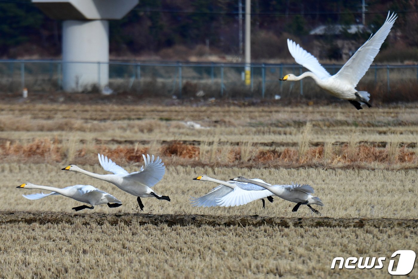 18일 오후 경북 포항시 북구 흥해읍 들녘에서 먹이 활동을 하던 천연기념물 201-2호인 큰고니들이 성조를 따라 힘차게 날아오르고 있다.2023.12.18/뉴스1 ⓒ News1 최창호 기자