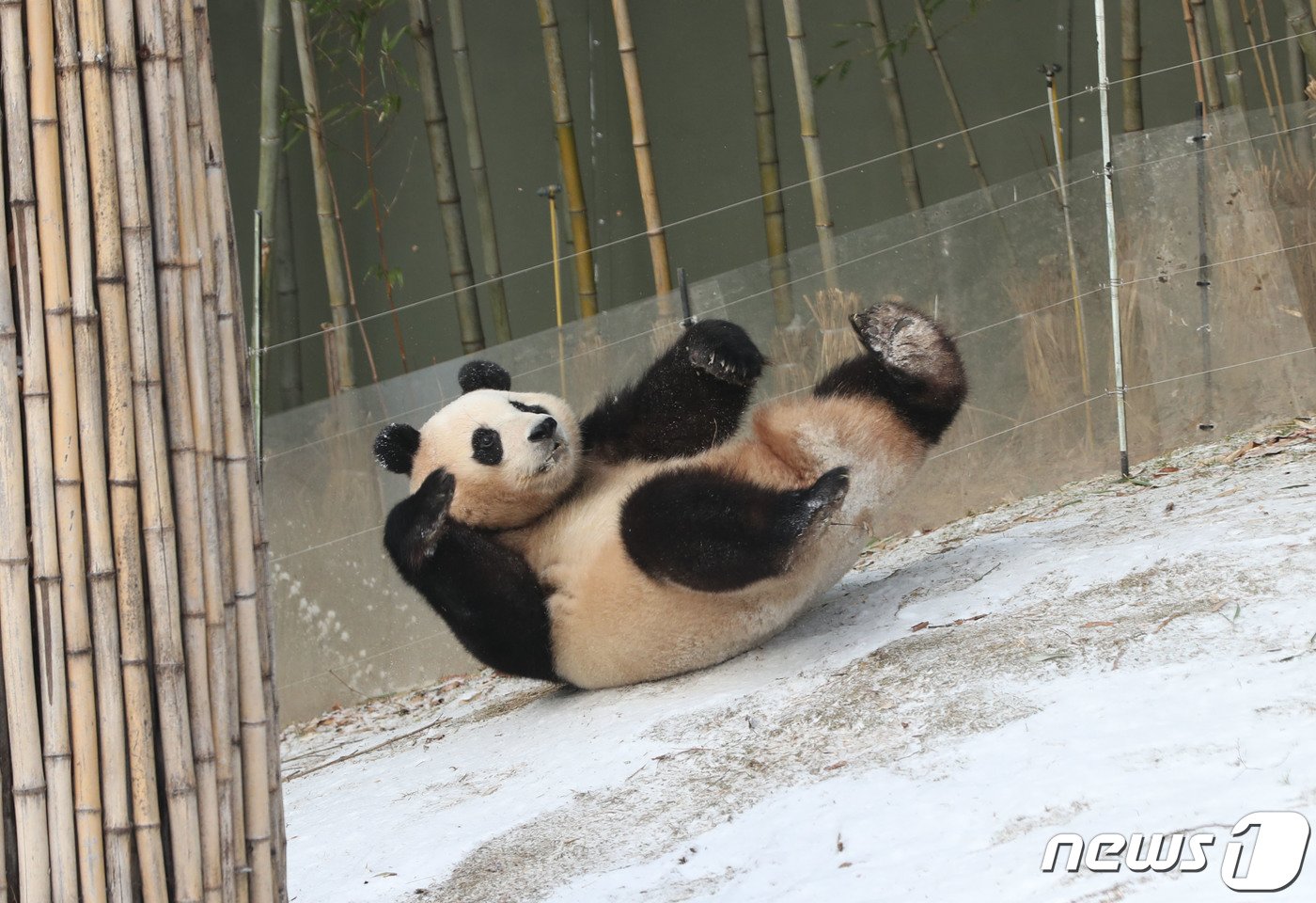 본문 이미지 - 전국 곳곳에 눈이 내린 20일 오전 경기 용인시 처인구 에버랜드 판다월드에서 푸바오가 눈밭을 뒹굴며 추위를 만끽하고 있다. 2023.12.20/뉴스1 ⓒ News1 김영운 기자
