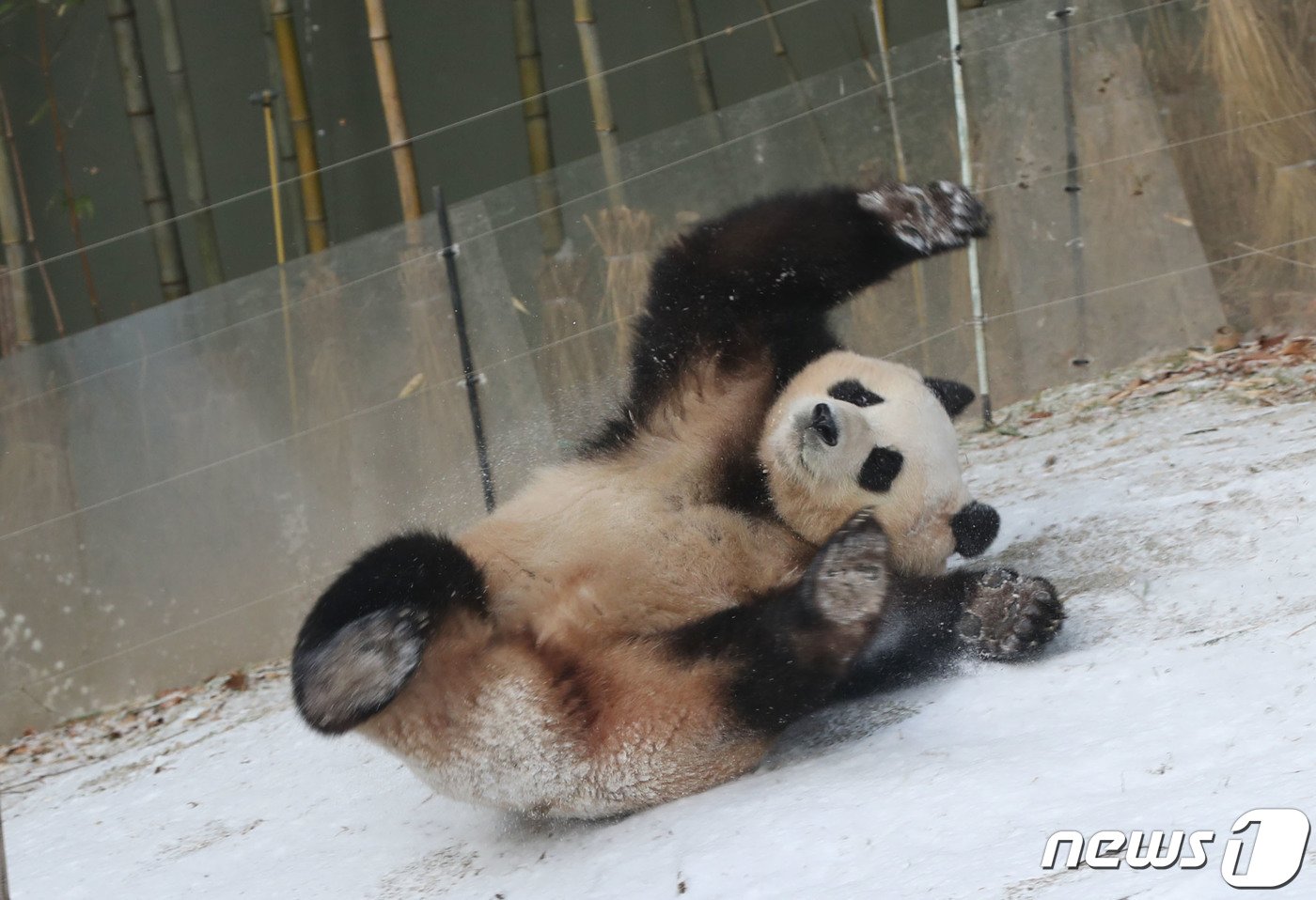 본문 이미지 - 전국 곳곳에 눈이 내린 20일 오전 경기 용인시 처인구 에버랜드 판다월드에서 푸바오가 눈밭을 뒹굴며 추위를 만끽하고 있다. 2023.12.20/뉴스1 ⓒ News1 김영운 기자