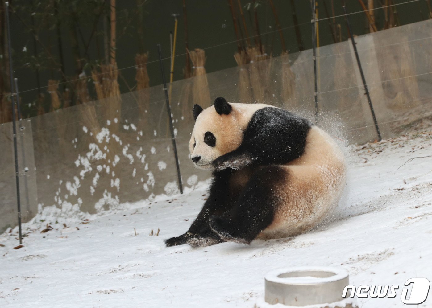 본문 이미지 - 전국 곳곳에 눈이 내린 20일 오전 경기 용인시 처인구 에버랜드 판다월드에서 푸바오가 눈밭을 뒹굴며 추위를 만끽하고 있다. 2023.12.20/뉴스1 ⓒ News1 김영운 기자
