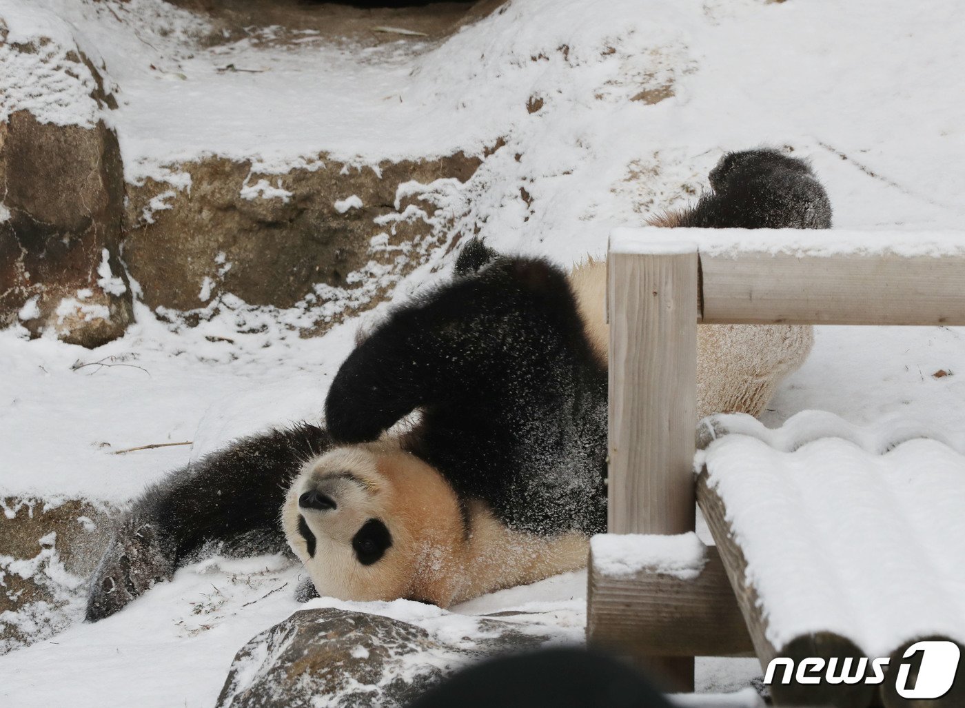 본문 이미지 - 전국 곳곳에 눈이 내린 20일 오전 경기 용인시 처인구 에버랜드 판다월드에서 푸바오가 눈밭을 뒹굴며 추위를 만끽하고 있다. 2023.12.20/뉴스1 ⓒ News1 김영운 기자