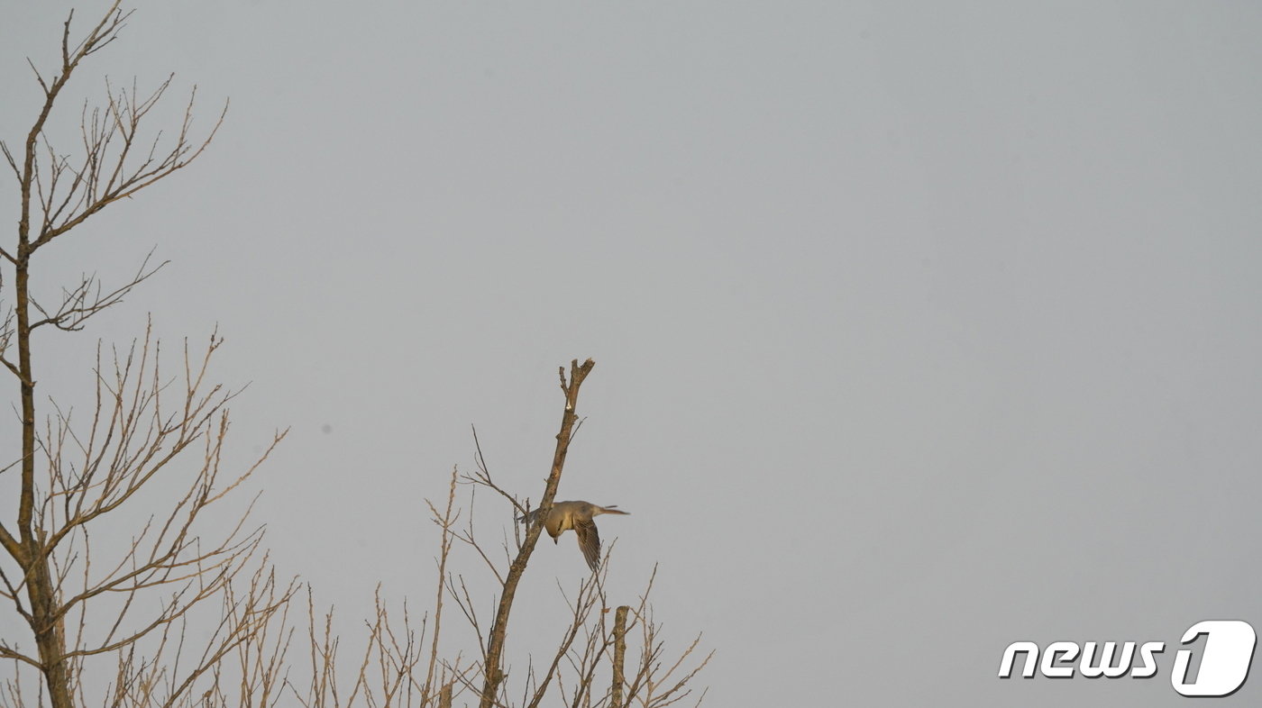 본문 이미지 - 국내 미기록 조류인 덤불때까치가 국내 최초로 새만금 일원에서 발견돼 학계에 비상한 관심을 끌고 있다.(새만금환경생태단지관리단 제공)2023.12.20/뉴스1 
