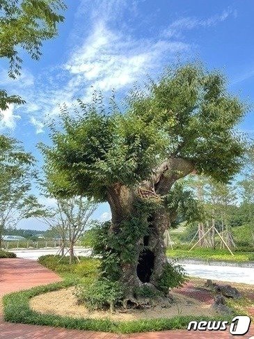 영동군이 구입한 고가의 느티나무. /뉴스1