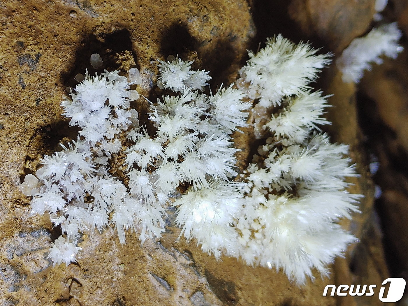 본문 이미지 - 영월 &#39;분덕재동굴&#39;에 있는 석화. 문화재청 제공. ⓒ News1 김일창 기자