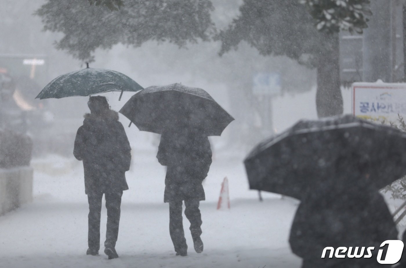 본문 이미지 - 22일 오전 제주시 연동 거리에 많은 눈이 내리고 있다. 이날 제주는 전날에 이어 전역에 대설특보가 내려졌다.2023.12.22/뉴스1 ⓒ News1 고동명 기자