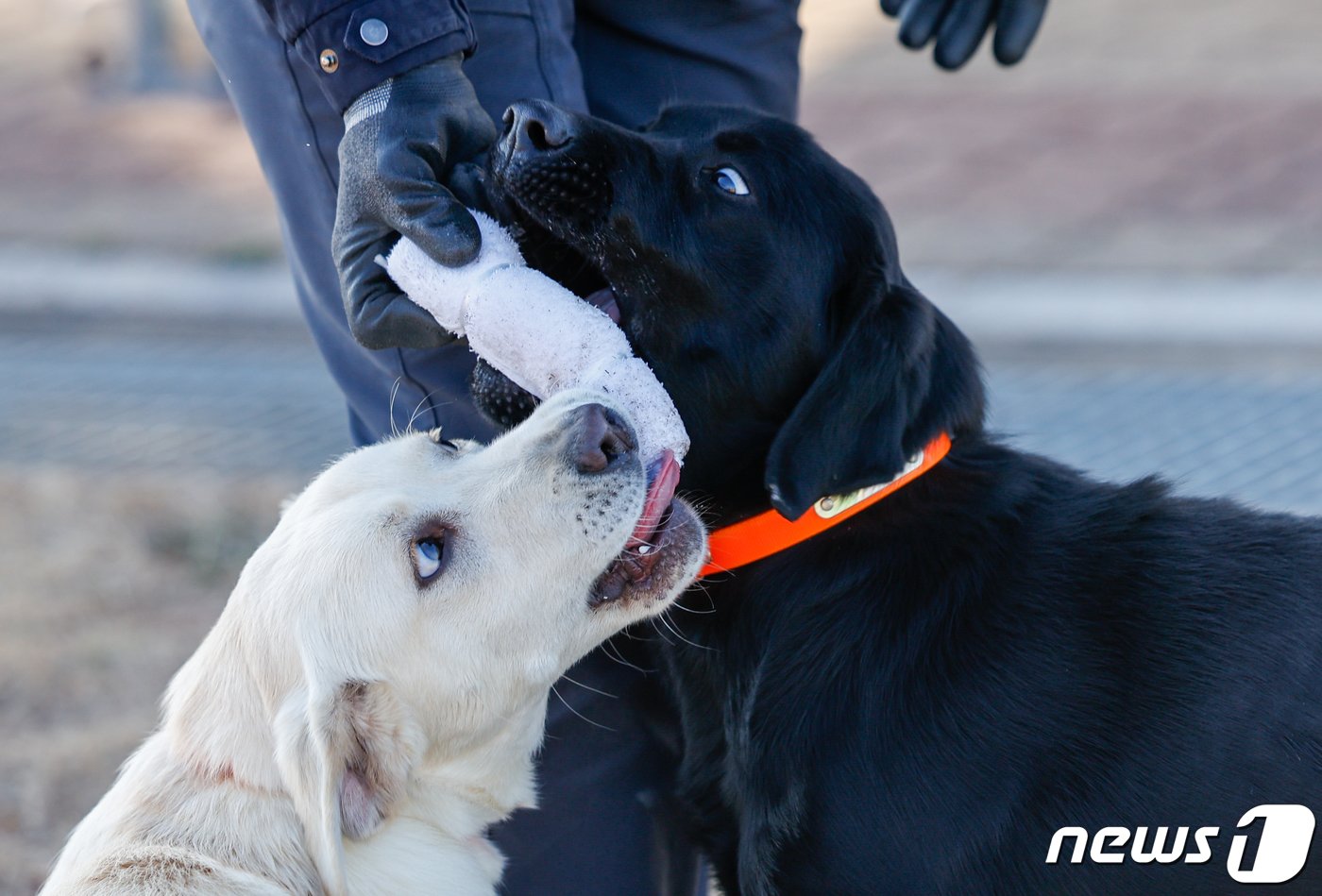 본문 이미지 - 인천 중구 관세인재개발원 탐지견훈련센터에서 생후 7개월의 자견 루미(오른쪽)와 리노가 훈련을 하고 있다. 생후 4개월부터 12개월까지 약 9개월에 걸쳐 자견훈련을 받은 탐지견은 기본 자질을 갖추는 사회화 및 환경적응훈련, 보상물에 대한 소유욕을 극대화 시키는 훈련 등을 받은 뒤 합격한 견만이 탐지견 양성훈련(16주)을 받을 수 있다. ⓒ News1 안은나 기자