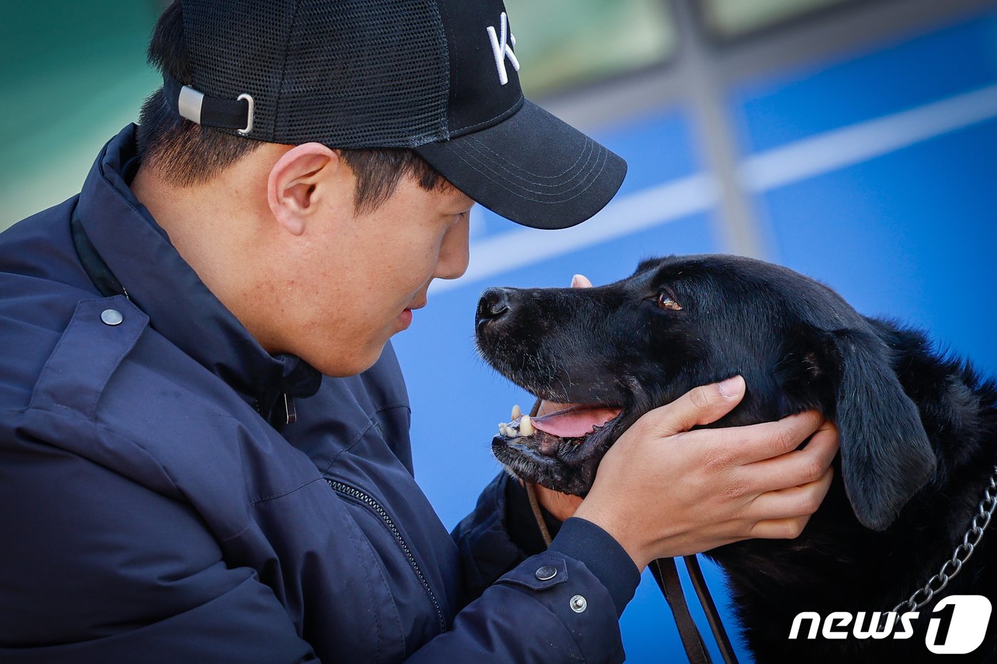 본문 이미지 - 주디(8·래브라도 리트리버)가 탐지조사요원인 서혜민 주무관(26)과 인천 중구 관세인재개발원 탐지견훈련센터에서 훈련을 마친 뒤 눈을 맞추고 있다. ⓒ News1 안은나 기자