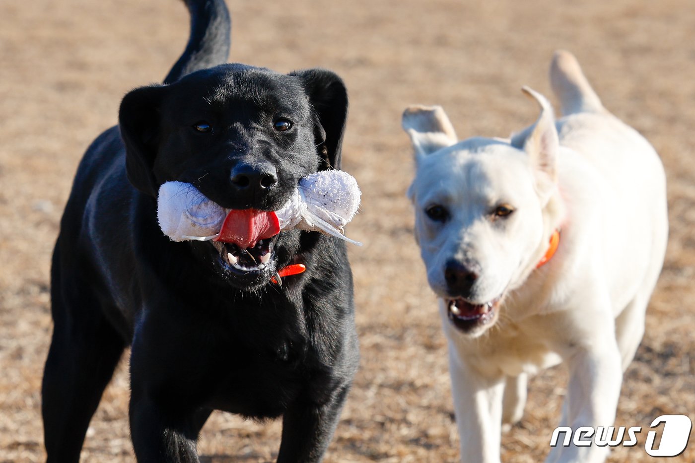 본문 이미지 - 인천 중구 관세인재개발원 탐지견훈련센터에서 생후 7개월의 자견 루미(왼쪽)와 리노가 훈련을 하고 있다. 생후 4개월부터 12개월까지 약 9개월에 걸쳐 자견훈련을 받은 탐지견은 기본 자질을 갖추는 사회화 및 환경적응훈련, 보상물에 대한 소유욕을 극대화 시키는 훈련 등을 받은 뒤 합격한 견만이 탐지견 양성훈련(16주)을 받을 수 있다. ⓒ News1 안은나 기자