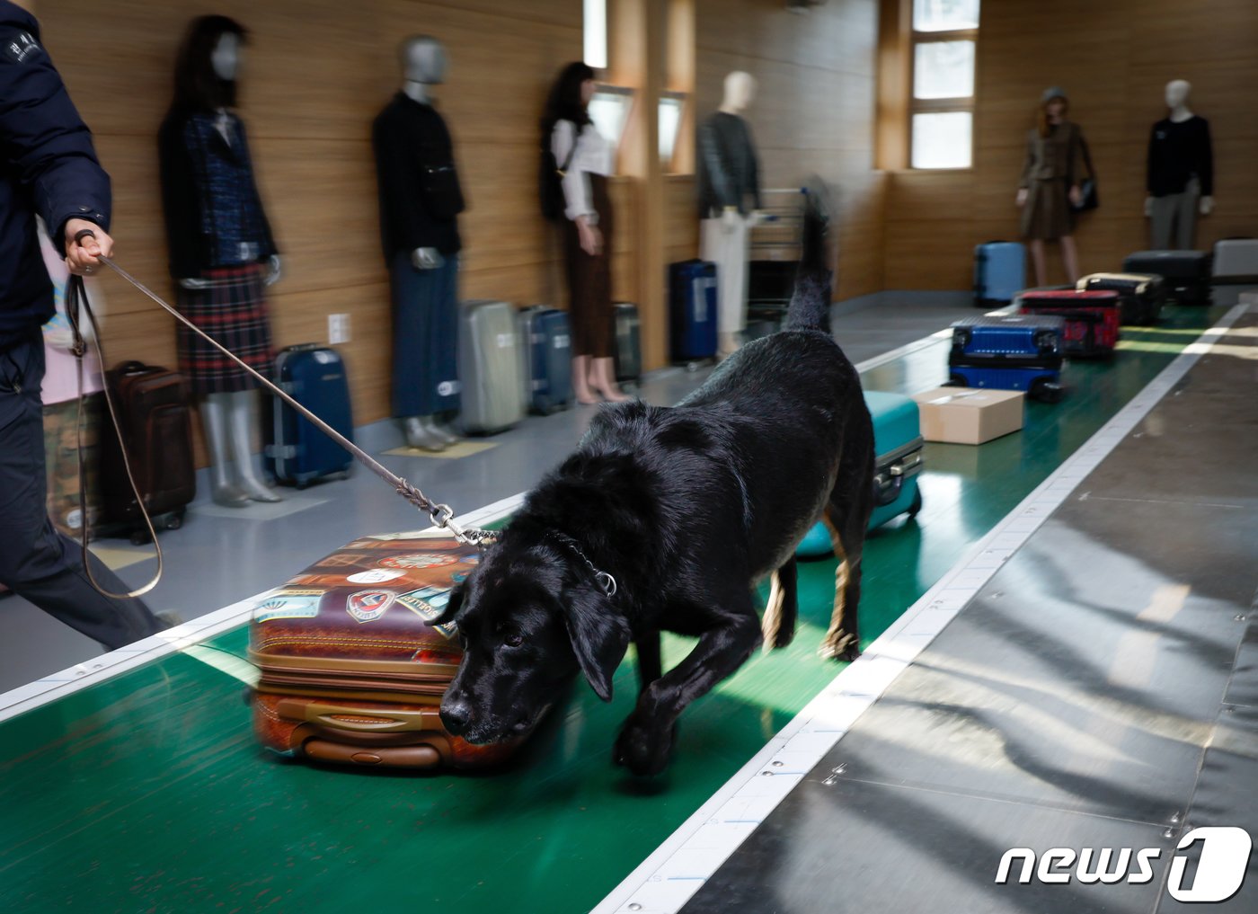 주디&#40;8·래브라도 리트리버&#41;가 탐지조사요원인 서혜민 주무관&#40;26&#41;과 인천 중구 관세인재개발원 탐지견훈련센터 내에 있는 공항 입국장과 비슷한 요건의 훈련장에서 마약을 찾는 탐지 훈련을 하고 있다.  ⓒ News1 안은나 기자