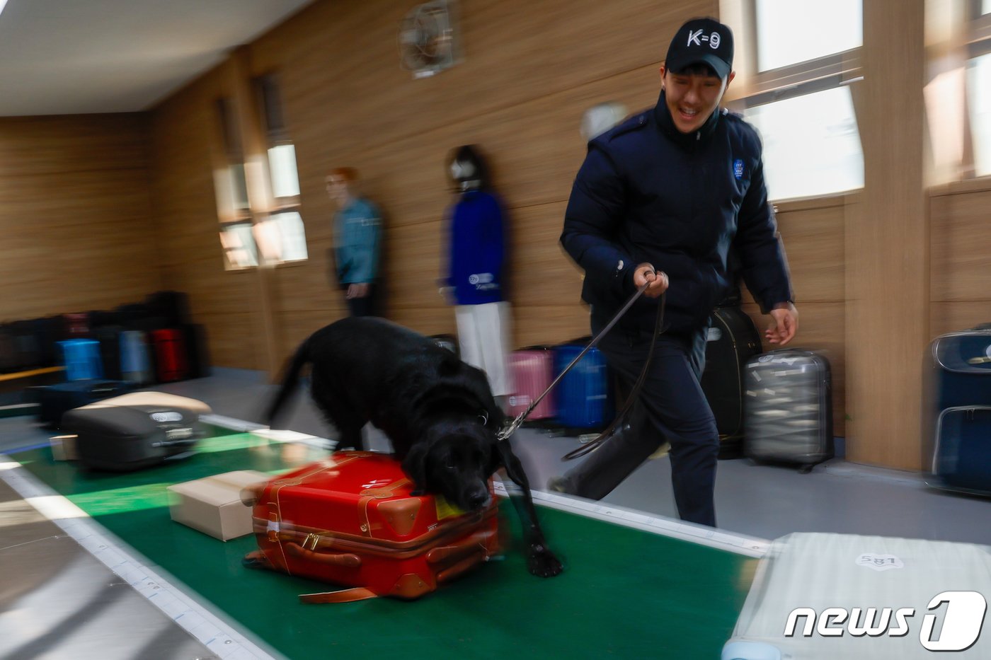 본문 이미지 - 주디(8·래브라도 리트리버)가 탐지조사요원인 서혜민 주무관(26)과 인천 중구 관세인재개발원 탐지견훈련센터 내에 있는 공항 입국장과 비슷한 요건의 훈련장에서 마약을 찾는 탐지 훈련을 하고 있다. ⓒ News1 안은나 기자