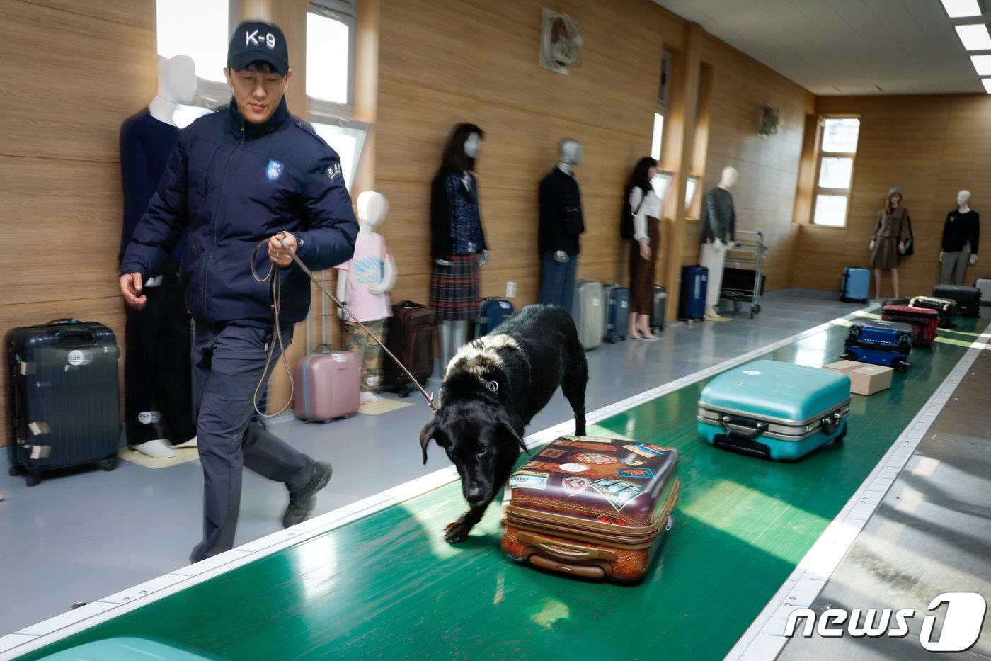 본문 이미지 - 데주디(8·래브라도 리트리버)가 탐지조사요원인 서혜민 주무관(26)과 인천 중구 관세인재개발원 탐지견훈련센터 내에 있는 공항 입국장과 비슷한 요건의 훈련장에서 마약을 찾는 탐지 훈련을 하고 있다. ⓒ News1 안은나 기자